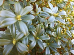 Daphne arisanensis