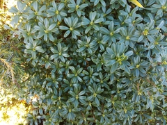 Daphne arisanensis