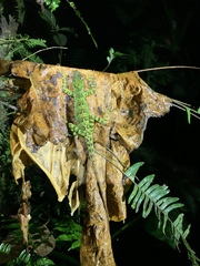 Anolis aequatorialis