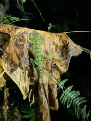 Anolis aequatorialis