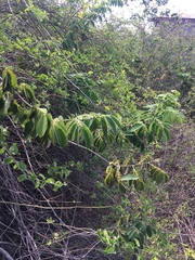 Piscidia carthagenensis