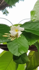 Chonemorpha fragrans