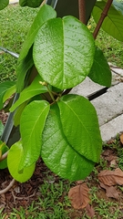 Chonemorpha fragrans