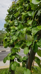 Chonemorpha fragrans