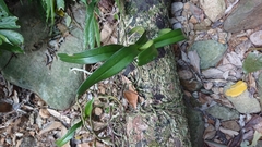 Cleisostoma paniculatum