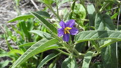 Solanum jucundum