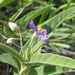 Solanum jucundum - Photo (c) Bruce McLennan, some rights reserved (CC BY-NC), uploaded by Bruce McLennan