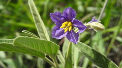 Solanum jucundum