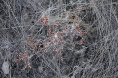 Eriogonum annuum