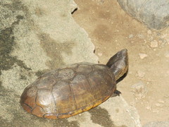 Kinosternon chimalhuaca