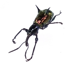 Aporhina