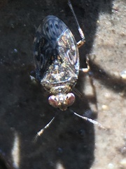 Saldula saltatoria