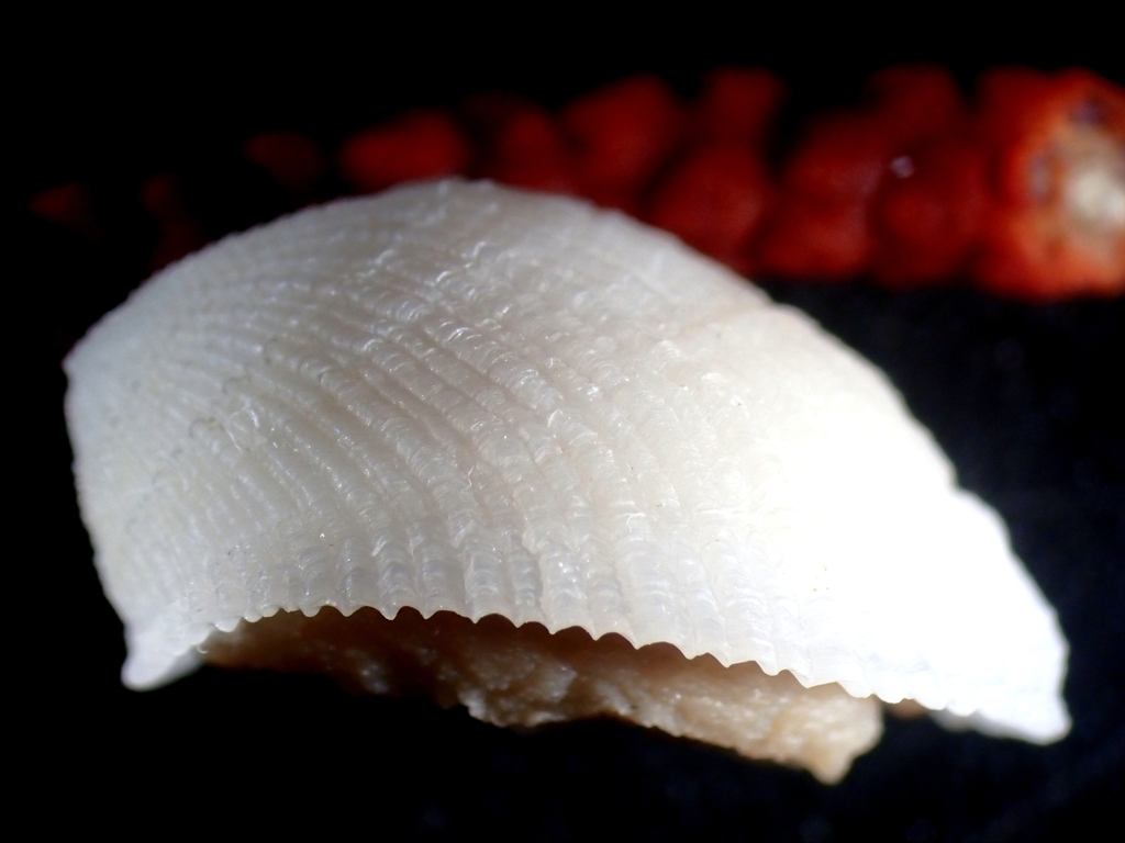 Diodora galeata