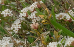 Pimelea pseudolyallii