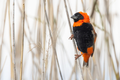 Southern Red Bishop photo 3