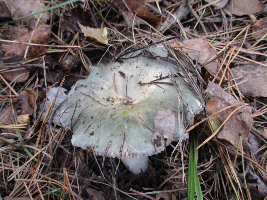 Russula aeruginea · August 2025 · photo: © smsergey (iNaturalist, cc-by-nc)