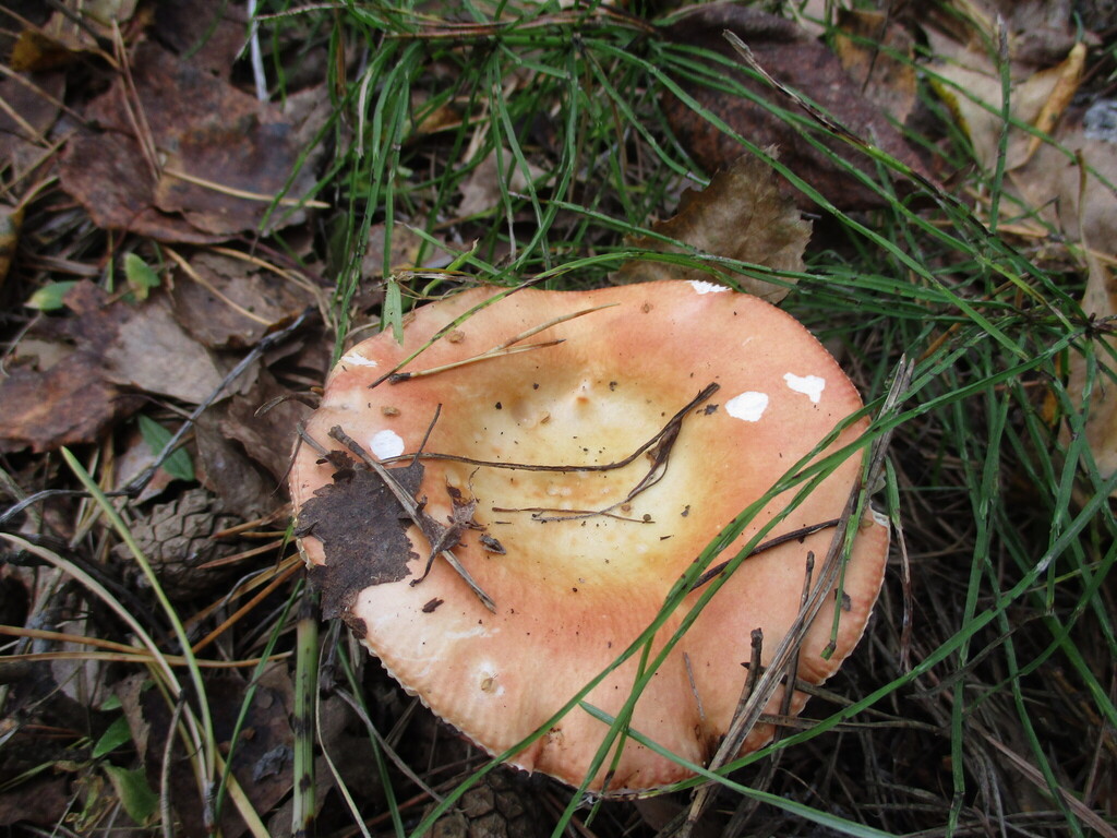 Russula decolorans
