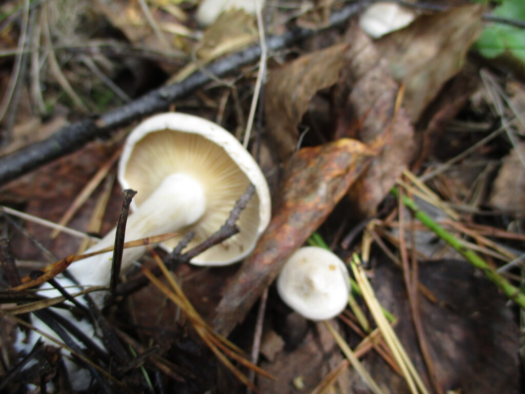 Collybia phyllophila