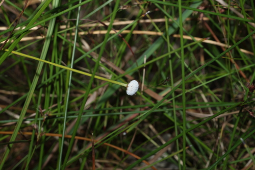 Eriocaulon australe (Eriocaulon australe)