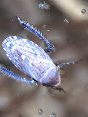 Stroggylocephalus mixtus