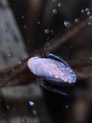 Stroggylocephalus mixtus