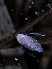 Stroggylocephalus mixtus