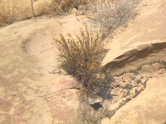 Deinandra minthornii