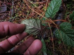 Rubus acanthophyllos