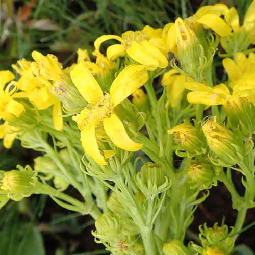 Ridge Ragwort (Senecio decurrens)