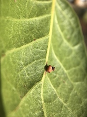 Callirhytis serricornis