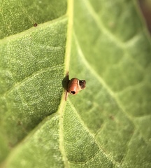 Callirhytis serricornis