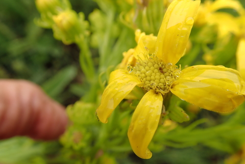 Image of Ridge Ragwort (Senecio decurrens) by no rights reserved