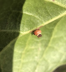 Callirhytis serricornis