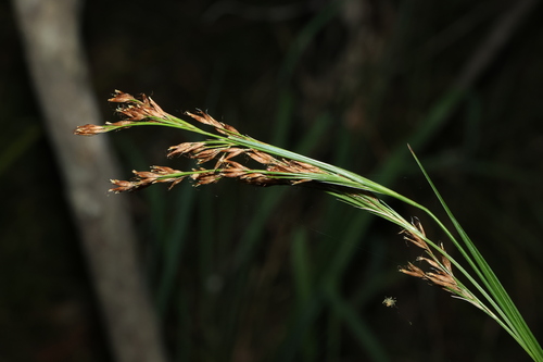 Claybank beaksedge (Rhynchospora brownii)