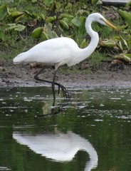 Ardea alba egretta