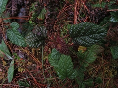 Rubus acanthophyllos