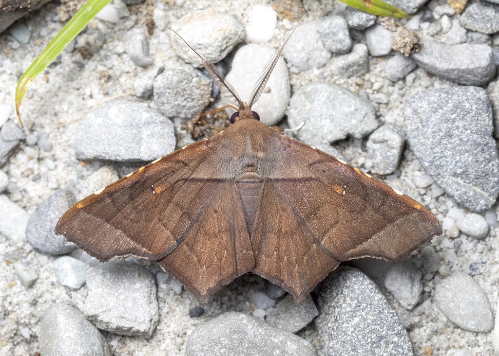 Episparis costistriga