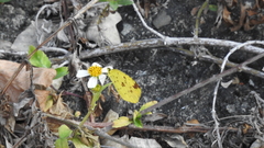 Eurema hecabe hecabe