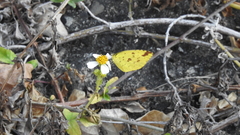Eurema hecabe hecabe