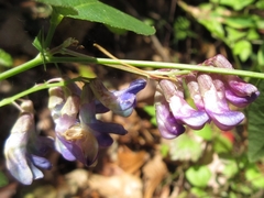 Vicia unijuga