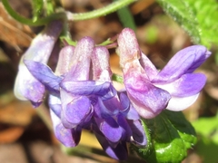 Vicia unijuga