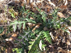 Cirsium pendulum
