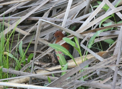 iNaturalist image