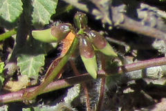 Dolichos hastiformis
