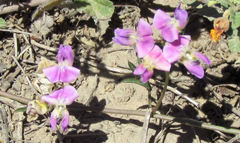 Dolichos hastiformis