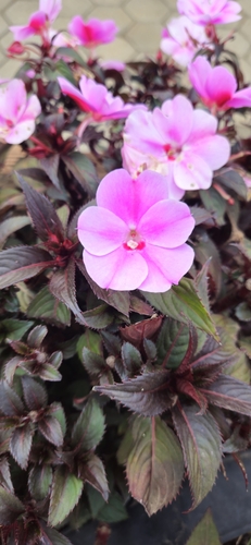 New Guinea Impatiens