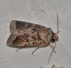 Proteuxoa oxygona
