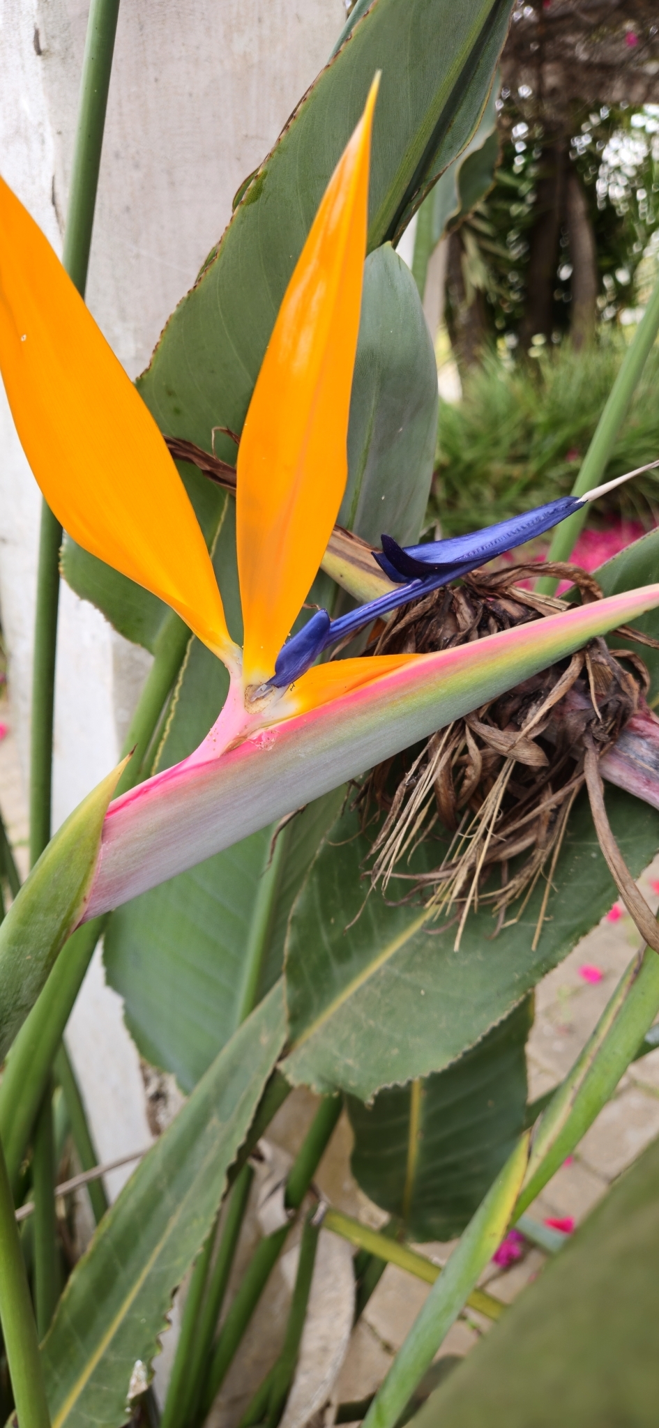 Strelitzia reginae