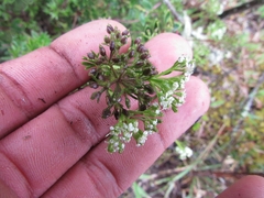 Niphogeton ternata