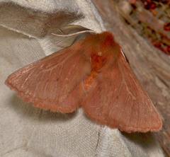 Pterolocera leucocera